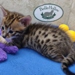 savannh-kitten-male