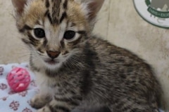 Odin Savannah F-3C Male DOB 6-4-24