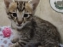 Odin Savannah F-3C Male DOB 6-4-24