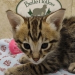 Available F-3C Savannah Male DOB 6-4-24