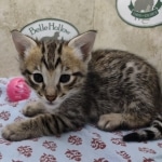 Available F-3C Savannah Male DOB 6-4-24