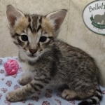 Available F-3C Savannah Male DOB 6-4-24