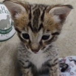 Available F-3C Savannah Male DOB 6-4-24