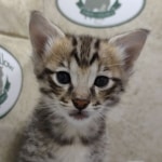 Available F-3C Savannah Male DOB 6-4-24