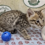 Available F-3C Savannah Male DOB 6-4-24