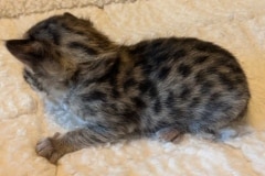 savannah F-3C Male Kitten #2 DOB 10/18/25