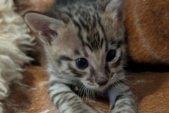 savannah F-3C Male Kitten #2 DOB 10/18/25