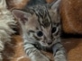 savannah F-3C Male Kitten #2 DOB 10/18/25