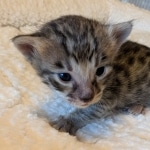 Male-F-3-Savannah-Kitten