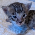 Male-F3-savannah-kitten-Copy