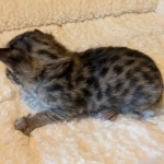 Male-F3-savannah-kitten-a-Copy