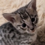 Savannah-male-Kitten-F-3C-b-Copy