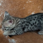 Savannah-male-Kitten-F-3C-c-Copy