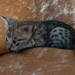 Savannah-male-Kitten-F-3C-d