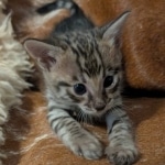 Savannah-male-Kitten-F-3C-e