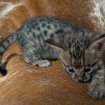 Savannah-male-Kitten-F-3C-f
