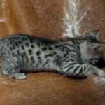 Savannah-male-Kitten-F-3C-g