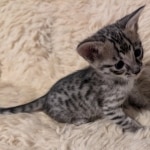 Savannah-male-Kitten-F-3C