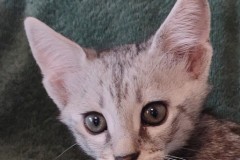 Savannah F-3C Male silver, DOB 2-10-22