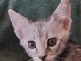 Savannah F-3C Male silver, DOB 2-10-22