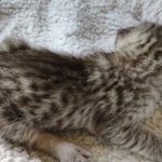 Savannah F-3 male DOB 2-10-22 silver