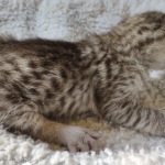 Savannah F-3 male DOB 2-10-22 silver