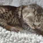 Savannah F-3 male DOB 2-10-22 silver