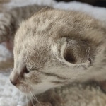 Savannah F-3 male DOB 2-10-22 silver