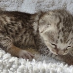 Savannah F-3 male DOB 2-10-22 silver