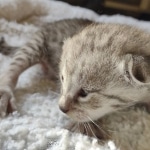 Savannah F-3 male DOB 2-10-22 silver