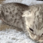 Savannah F-3 male DOB 2-10-22 silver