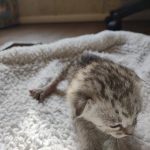 Savannah F-3 male DOB 2-10-22 silver