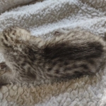 Savannah F-3 male DOB 2-10-22 silver