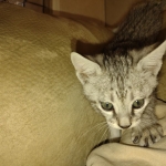 Savannah F-3 male DOB 2-10-22 silver