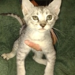 Savannah F-3 male DOB 2-10-22 silver