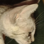 Savannah F-3 male DOB 2-10-22 silver