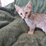 Savannah F-3 male DOB 2-10-22 silver