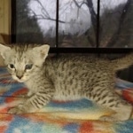 Savannah F-3 male DOB 2-10-22 silver