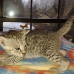 Savannah F-3 male DOB 2-10-22 silver