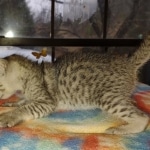 Savannah F-3 male DOB 2-10-22 silver