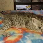 Savannah F-3 male DOB 2-10-22 silver