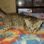 Savannah F-3 male DOB 2-10-22 silver