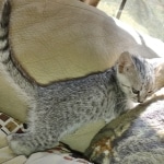 Savannah F-3 male DOB 2-10-22 silver