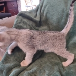 Savannah F-3 male DOB 2-10-22 silver