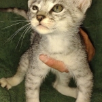 Savannah F-3 male DOB 2-10-22 silver