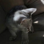 Savannah F-3 male DOB 2-10-22 silver