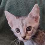 Savannah F-3 male DOB 2-10-22 silver