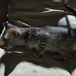 Savannah F-3 male DOB 2-10-22 silver