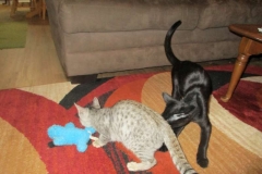 Simba, Savannah, F-3C, Silver Male DOB 4-3-18