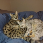 Simba, Savannah, F-3C, Silver Male DOB 4-3-18